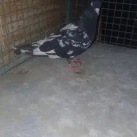 کبوتر|پرنده|مسجد سلیمان, |دیوار