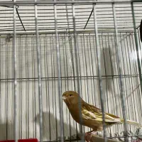 قناری ماده فائو چشم قرمز|پرنده|رامهرمز, |دیوار