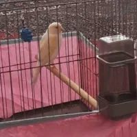 قناری|پرنده|سرپل ذهاب, |دیوار