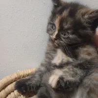 واگذاری|گربه|برازجان, |دیوار