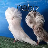 کبوتر زینتی جکسون ،بخارا، شامپیون، چتری، ازبک|پرنده|تهران, آرژانتین|دیوار