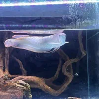 ماهی سیلور آروانا