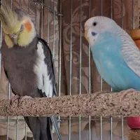 پرنده .مرغ عشق وقناری و عروس هلندی|پرنده|شیراز, رکن‌آباد|دیوار