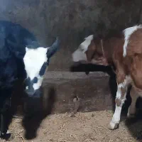 دو گوساله ماده اصل سیمینتال مونتی بیلیارد شیری گاو|حیوانات مزرعه|اردبیل, |دیوار