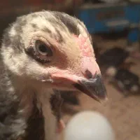 تعداد ۱۰ عدد جوجه لاری