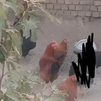 خروس|حیوانات مزرعه|بروجرد, |دیوار