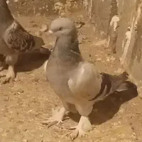 کبوتر ترکیه اصیل|پرنده|لیلان, |دیوار