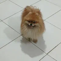 پامر دوسرخرسی جهت جفتگیری