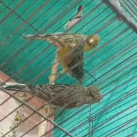 ماده قناری|پرنده|کرمان, |دیوار