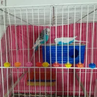 ساعت مچی ویک جفت مرغ عشق انگیلیسی طوطی قناری|ساعت|مشهد, ایثار|دیوار