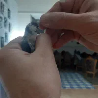 سهره نر داغسر|پرنده|قزوین, |دیوار