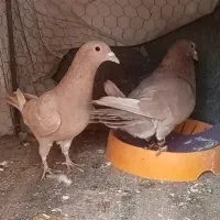 ساعت مچی ک ف ت ر ی