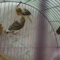 سه عدد قناری ماده فروشی دانه ای ۸۰۰ تومن|پرنده|کبودرآهنگ, |دیوار