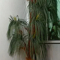 درخت نخل|گل مصنوعی|مریوان, |دیوار