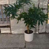 فروش انواع گل های آپارتمانی و کاکتوس و خاک برگ