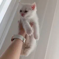 واگذاری بچه گربه ای پرشین