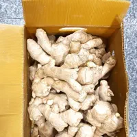 زنجییل تازه