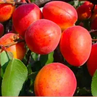 درخت میوه وصنوبر