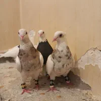 فروش دو جفت کبوتر