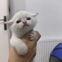 واگذاری گربه|گربه|تهران, آهنگران (سراسیاب دولاب)|دیوار