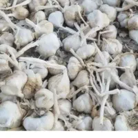 سیر
