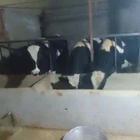 گوساله نر سالم|حیوانات مزرعه|شیرین‌سو, |دیوار