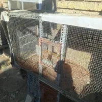 قفس مرغ خروس|لوازم جانبی حیوانات|شیراز, رکنآباد|دیوار