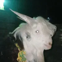 بیگ ، گهره تخمی ، پازن ، دوبر