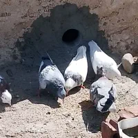 کفتر رنگی