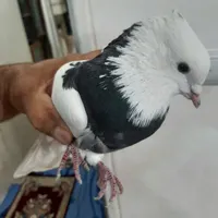 نر طوقی|پرنده|بروجرد, |دیوار