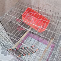 قفس مرغ عشق|لوازم جانبی حیوانات|مریوان, |دیوار