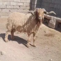 شهرستان کرخه خاشیه دز|حیوانات مزرعه|اهواز, دغاغله|دیوار