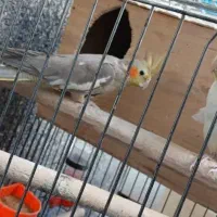 فروش عروس هلندی