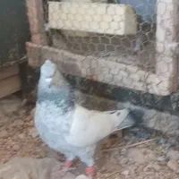 کبوتر سینه سبز|پرنده|شیراز, داریون|دیوار