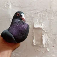 کبوتر پلنگ