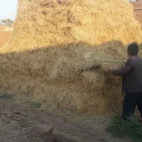 یونجه|لوازم جانبی حیوانات|خوی, |دیوار