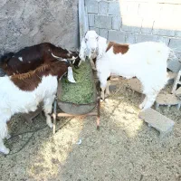 فروش دو عدد کهره نر یکی ماده|حیوانات مزرعه|بوشکان, |دیوار