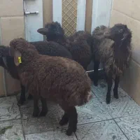 بره نر وماده جمع کردنی سالم سرحال