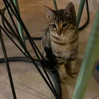 واگذاری رایگان بچه گربه|گربه|تهران, درکه|دیوار