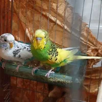 مرغ عشق خاص