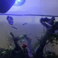 ماهی و حلزون|ماهی|اردبیل, |دیوار