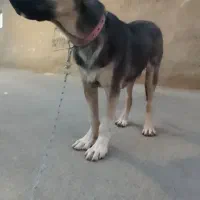 توله سگ ۵ ماهه