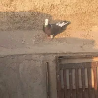 کبوتر معاوضه با جوجه سهره|پرنده|اندیشه, اندیشه فاز ۴|دیوار