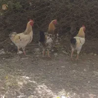 خروس