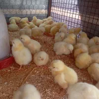 جوجه گوشتی یک روزه