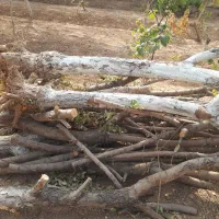 چوب و الوار خشک از درخت های بادام و به|عمدهفروشی|شاهینشهر, گزبرخوار|دیوار