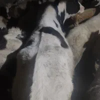 گاو گوساله