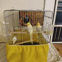 عروس هلندی لوتینو جفت دستی مولد