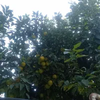 پرتغال و نارنج|خوردنی و آشامیدنی|دابودشت, |دیوار