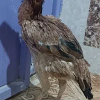 ماکیان